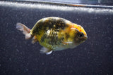 Ranchu  Calico 3 Inch (ID#816R5c-91) Free2Day SHIPPING