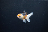 Baby Thai Oranda  Tricolor 2.5 Inch (ID#1126ToPTA-27) Free2Day SHIPPING