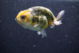 Ranchu  Calico 3 Inch (ID#816R5c-91) Free2Day SHIPPING