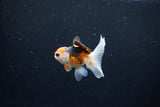 Baby Thai Oranda  Tricolor 2.5 Inch (ID#1126ToPTA-27) Free2Day SHIPPING