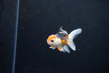 Baby Thai Oranda  Tricolor 2.5 Inch (ID#1126ToPTA-27) Free2Day SHIPPING