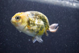 Ranchu  Calico 3 Inch (ID#816R5c-91) Free2Day SHIPPING