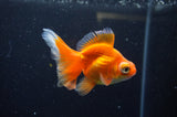 Butterfly  Red White 3.5 Inch (ID#325B8b-38) Free2Day SHIPPING
