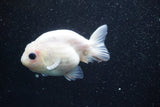 Ranchu  Calico 3.5 Inch (ID#816R5c-92) Free2Day SHIPPING