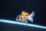 Baby Thai Oranda  Tricolor 3 Inch (ID#1126ToPTA-28) Free2Day SHIPPING