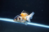 Baby Thai Oranda  Tricolor 3 Inch (ID#1126ToPTA-28) Free2Day SHIPPING