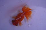 Butterfly  Red White 3.5 Inch (ID#325B8b-38) Free2Day SHIPPING