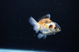 Baby Thai Oranda  Tricolor 3 Inch (ID#1126ToPTA-28) Free2Day SHIPPING