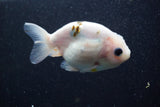 Ranchu  Calico 3.5 Inch (ID#816R5c-92) Free2Day SHIPPING