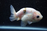 Ranchu  Calico 3.5 Inch (ID#816R5c-92) Free2Day SHIPPING