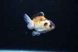 Baby Thai Oranda  Tricolor 3 Inch (ID#1126ToPTA-28) Free2Day SHIPPING