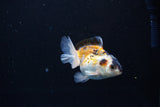 Baby Thai Oranda  Tricolor 3 Inch (ID#1126ToPTA-28) Free2Day SHIPPING