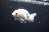 Ranchu  Calico 3.5 Inch (ID#816R5c-92) Free2Day SHIPPING