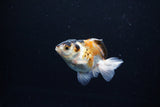 Baby Thai Oranda  Tricolor 3 Inch (ID#1126ToPTA-28) Free2Day SHIPPING