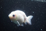 Ranchu  Calico 3.5 Inch (ID#816R5c-92) Free2Day SHIPPING