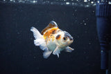 Baby Thai Oranda  Tricolor 3 Inch (ID#1126ToPTA-28) Free2Day SHIPPING