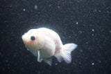 Ranchu  Calico 3.5 Inch (ID#816R5c-92) Free2Day SHIPPING