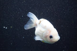 Ranchu  Calico 3.5 Inch (ID#816R5c-92) Free2Day SHIPPING