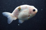 Ranchu  Calico 3.5 Inch (ID#816R5c-92) Free2Day SHIPPING