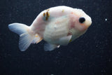 Ranchu  Calico 3.5 Inch (ID#816R5c-92) Free2Day SHIPPING