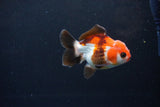 Short Body Thai Oranda  Tricolor 3.5 Inch (ID#1122To14b-40) Free2Day SHIPPING