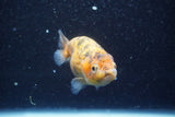 Ranchu  Calico 3.5 Inch (ID#816R5c-93) Free2Day SHIPPING