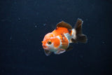 Short Body Thai Oranda  Tricolor 3.5 Inch (ID#1122To14b-40) Free2Day SHIPPING