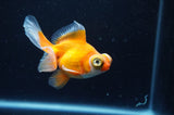 Butterfly  Red White 3.5 Inch (ID#325B8b-39) Free2Day SHIPPING