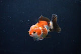 Short Body Thai Oranda  Tricolor 3.5 Inch (ID#1122To14b-40) Free2Day SHIPPING