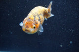 Ranchu  Calico 3.5 Inch (ID#816R5c-93) Free2Day SHIPPING