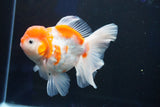 Thai Oranda  Sakura 4.5 Inch (ID#1001To6b-106)