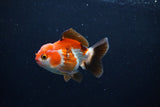 Short Body Thai Oranda  Tricolor 3.5 Inch (ID#1122To14b-40) Free2Day SHIPPING