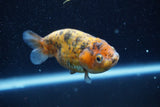 Ranchu  Calico 3.5 Inch (ID#816R5c-93) Free2Day SHIPPING