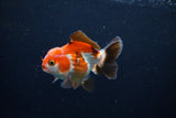 Short Body Thai Oranda  Tricolor 3.5 Inch (ID#1122To14b-40) Free2Day SHIPPING