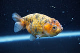 Ranchu  Calico 3.5 Inch (ID#816R5c-93) Free2Day SHIPPING