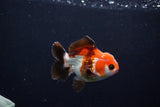 Short Body Thai Oranda  Tricolor 3.5 Inch (ID#1122To14b-40) Free2Day SHIPPING