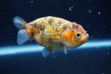 Ranchu  Calico 3.5 Inch (ID#816R5c-93) Free2Day SHIPPING