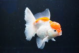 Thai Oranda  Sakura 4.5 Inch (ID#1001To6b-106)