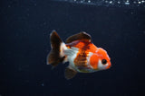 Short Body Thai Oranda  Tricolor 3.5 Inch (ID#1122To14b-40) Free2Day SHIPPING