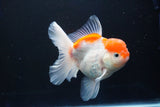 Thai Oranda  Sakura 4.5 Inch (ID#1001To6b-106)