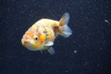 Ranchu  Calico 3.5 Inch (ID#816R5c-93) Free2Day SHIPPING