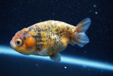 Ranchu  Calico 3.5 Inch (ID#816R5c-93) Free2Day SHIPPING