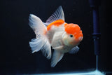 Thai Oranda  Sakura 4.5 Inch (ID#1001To6b-106)