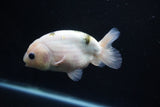 Milk Cow Ranchu  Calico 4 Inch (ID#1105R10c-50) Free2Day SHIPPING