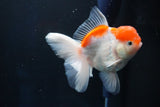 Thai Oranda  Sakura 4.5 Inch (ID#1001To6b-106)