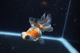 Butterfly  Calico 4 Inch (ID#325B8b-40) Free2Day SHIPPING