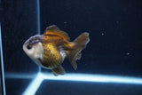 Short Body Thai Oranda  Panda 3.5 Inch (ID#1122To14b-41) Free2Day SHIPPING