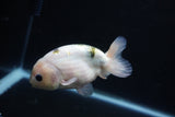 Milk Cow Ranchu  Calico 4 Inch (ID#1105R10c-50) Free2Day SHIPPING