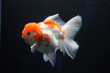 Thai Oranda  Sakura 4.5 Inch (ID#1001To6b-106)