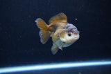 Short Body Thai Oranda  Panda 3.5 Inch (ID#1122To14b-41) Free2Day SHIPPING